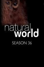 Season 36 poster