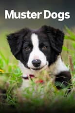 Australian Border Collie pups poster