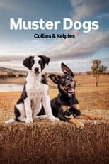 Collies & Kelpies poster