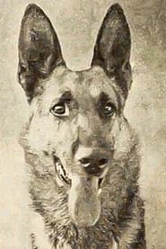 Thunder the Dog