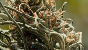 Cannabis Growing in Morocco