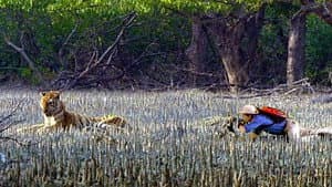 Tigers