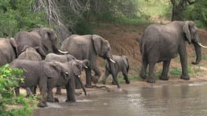 Over-Herd in Africa