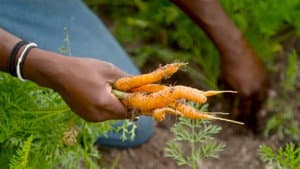 Scales Family Farm | Deer District Market