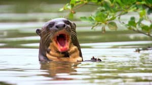 Paddling Through the Pantanal