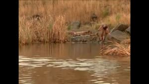 Is Noah Banished?