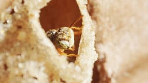 Peru, the sacred bees of the Amazon