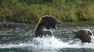 Bear Witch Project