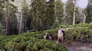 Sequoia/Kings Canyon