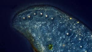 We Dipped Our Lens in Oil to See More Detail