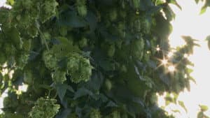 Hops