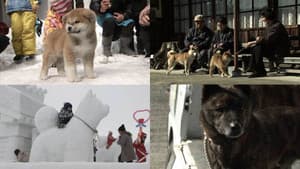 Life with Japanese Dogs