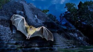 Empire of Bats