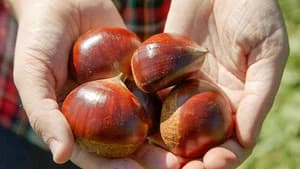 JAPANESE CHESTNUT