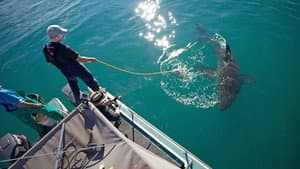 Great White Ambush