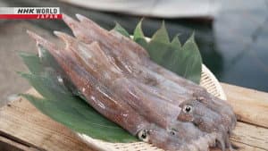 Spear Squid