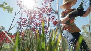 Episode 23 Sand, Shorebirds, Houseplants, Bendigo & Rescue