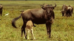 If I Were a Wildebeest