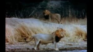King of Beasts