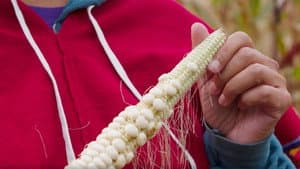 Oneida White Corn