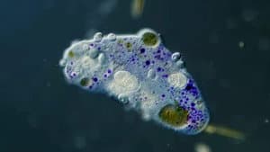 The Gruesome Tale of the Hitchhiking Parasite