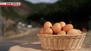 Eggs