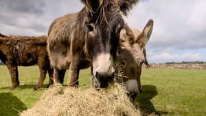 Hay Time