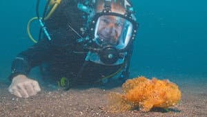 Ocean Oddballs