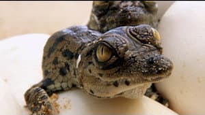 If I Were a Crocodile