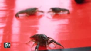 ILLEGAL CRAWFISH RACING OLYMPICS