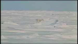 On the Arctic Ice Pack