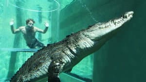 Swimming with a Giant Saltwater Crocodile