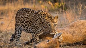 Leopard