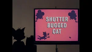 Shutter Bugged Cat