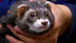 Ferret Freak Out!