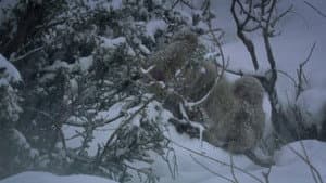Snow