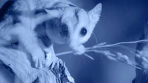 Possum Power