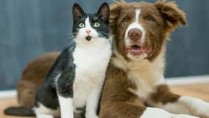 Four-Legged Friends