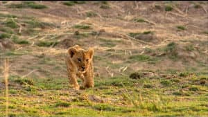 If I Were a Lion