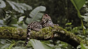 Amazon, Brazil