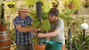 Episode 8 Roof Garden, Fagus, Pollen & Aroid Poles