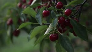 Quince & Apple | Seaquist Orchards