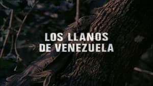 The Plains of Venezuela