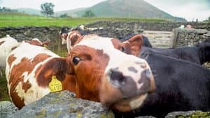 Cumbria