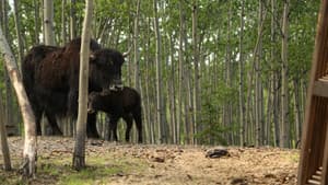 Yak Attack