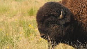 Return of the Buffalo (1)