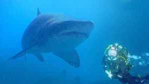 Saving Sharks