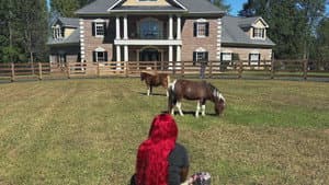 Hostile Horseplay