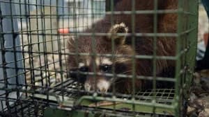 Raccoons Invade Europe