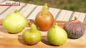 FIG